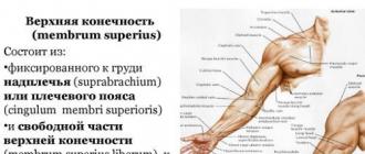 Упражнения для мышц-разгибателей плеч Мышцы разгибающие плечо